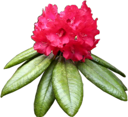 maha rathmala - Provincial Flower of Central Province